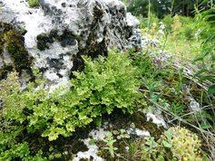 Parki i ogrody ziemi wieluńskiej - Załęczański Park Krajobrazowy - jeden z najpiękniejszych parków w Polsce, bo otulający zakole Warty - Fot. Krzysztof Gara